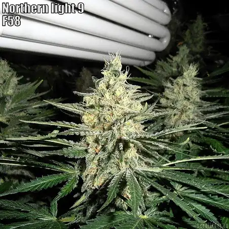 Northern Lights  9 - Sagarmatha Seeds