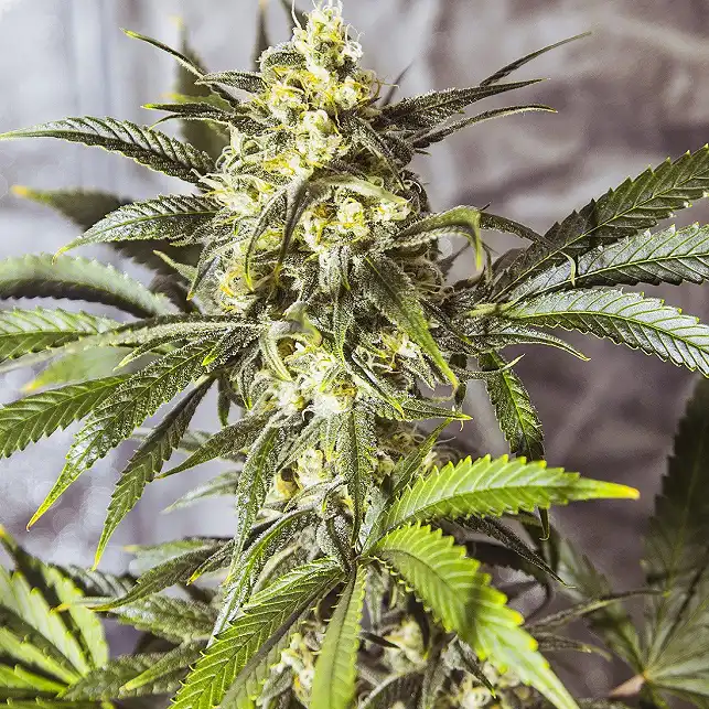 White Widow Dutch Passion