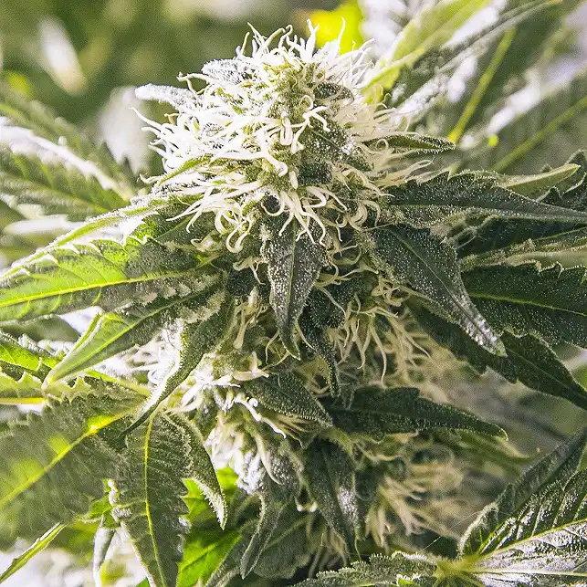 White Widow Dutch Passion 1