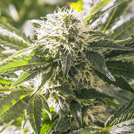 White Widow Dutch Passion 1