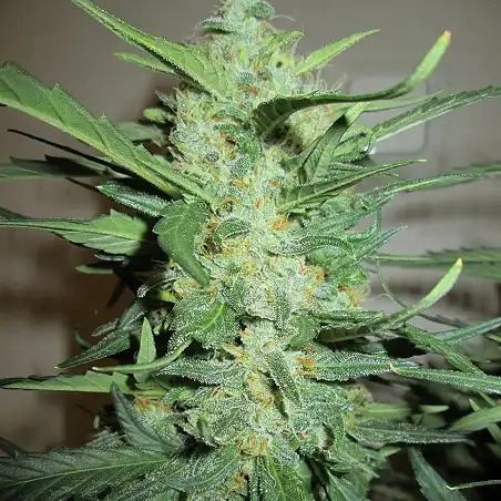 Ice Cool - Sweet Seeds