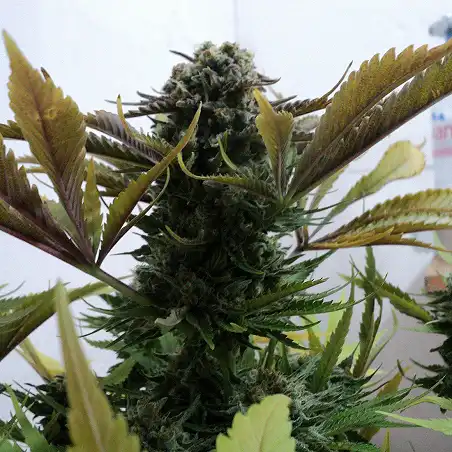 Zombie Kush 1 - Ripper Seeds