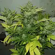 Zombie Kush - Ripper Seeds