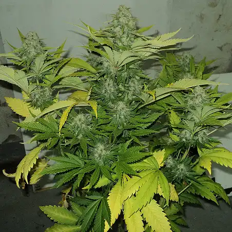 Zombie Kush - Ripper Seeds