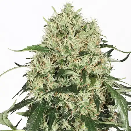 The Ultimate Dutch Passion