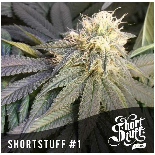 Short Stuff 1 Short Stuff Seeds