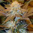 Critical Hog TH Seeds