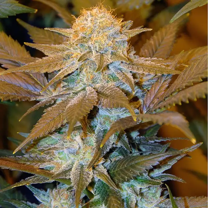 Critical Hog TH Seeds