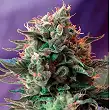 Jack 47 Auto - Sweet Seeds