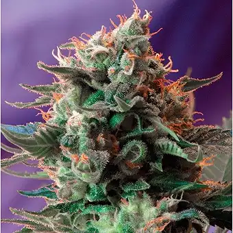 Jack 47 Auto - Sweet Seeds