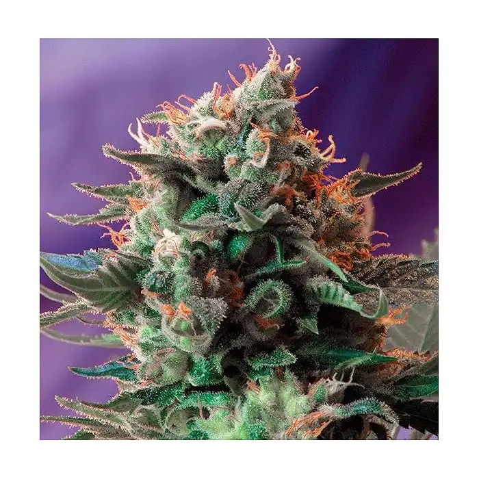 Jack 47 Auto - Sweet Seeds