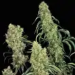 S.A.G.E Regular - TH Seeds