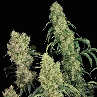 S.A.G.E Regular - TH Seeds