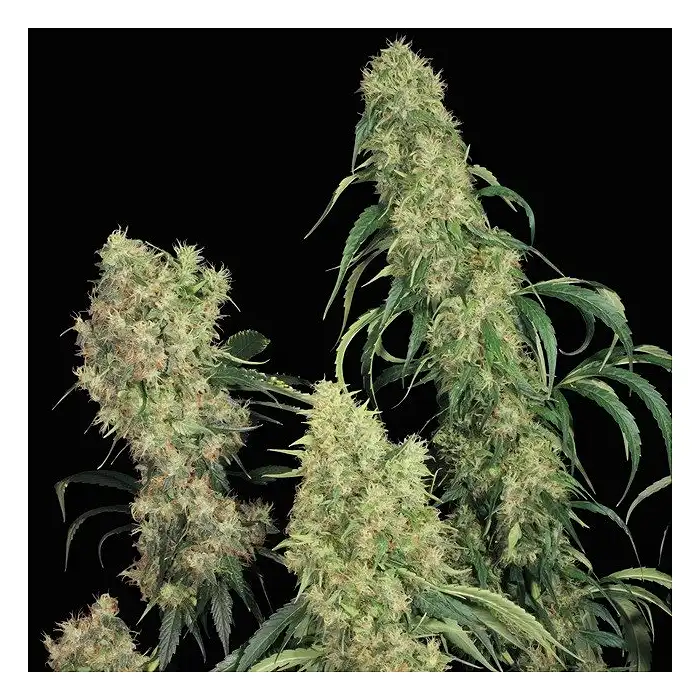 S.A.G.E Regular - TH Seeds