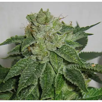 MK Ultra Regular - TH Seeds