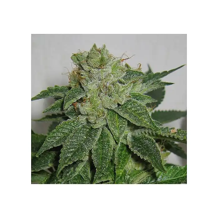 MK Ultra Regular - TH Seeds