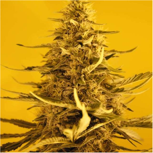 Auto White Widow Auto White Widow