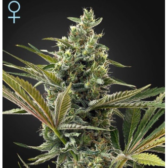 Super Lemon Haze Auto CBD