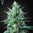 White Widow Auto CBD - Green House White Widow Auto CBD - Green House