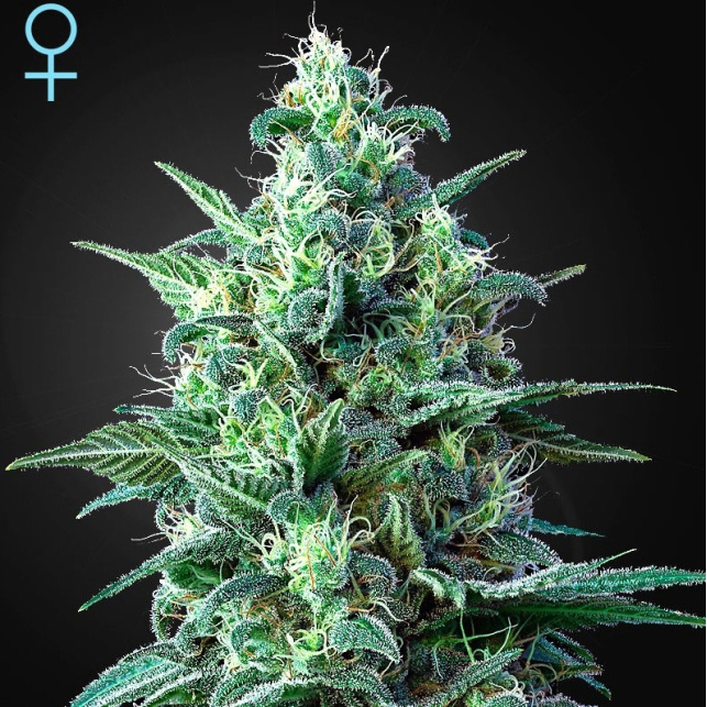 White Widow Auto CBD White Widow Auto CBD