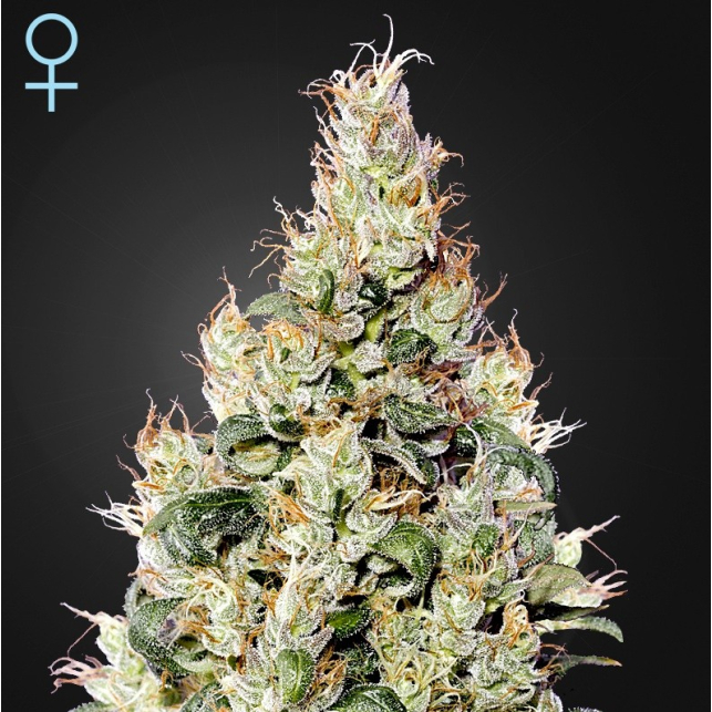 Exodus Cheese Auto CBD Exodus Cheese Auto CBD