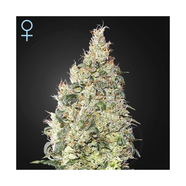 Great White Shark CBD Great White Shark CBD