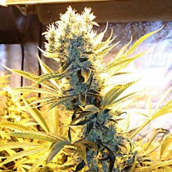 Kaboom 1 - Subcool's the Dank