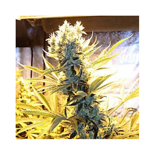 Kaboom 1 - Subcool's the Dank