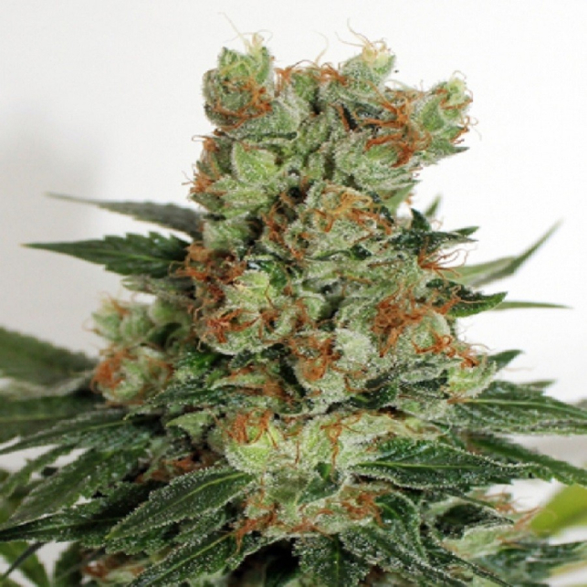 Fuel Og