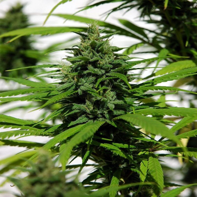 Purple Mexican