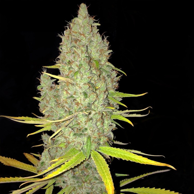 Chicle Ak Bubbledawg