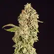 Og Reek'n - Devil's Harvest Seeds Og Reek'n - Devil's Harvest Seeds
