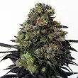 Acid Dough - Ripper Seeds
