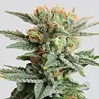 Auto Blueberry Kush Nirvana 1