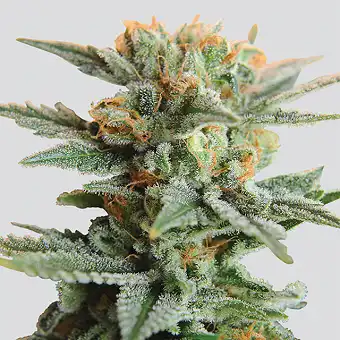 Auto Blueberry Kush Nirvana 1