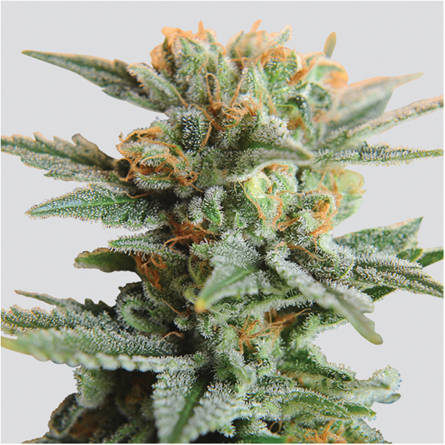 Auto Blueberry Kush Nirvana 1