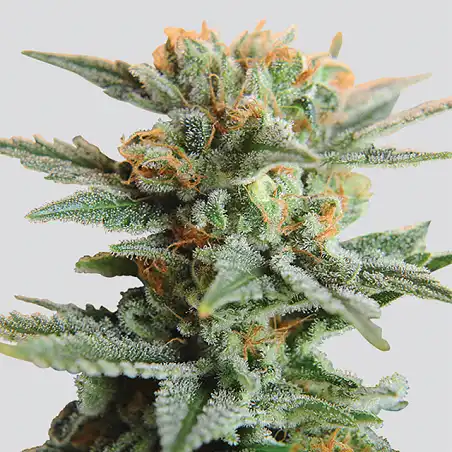 Auto Blueberry Kush Nirvana 1