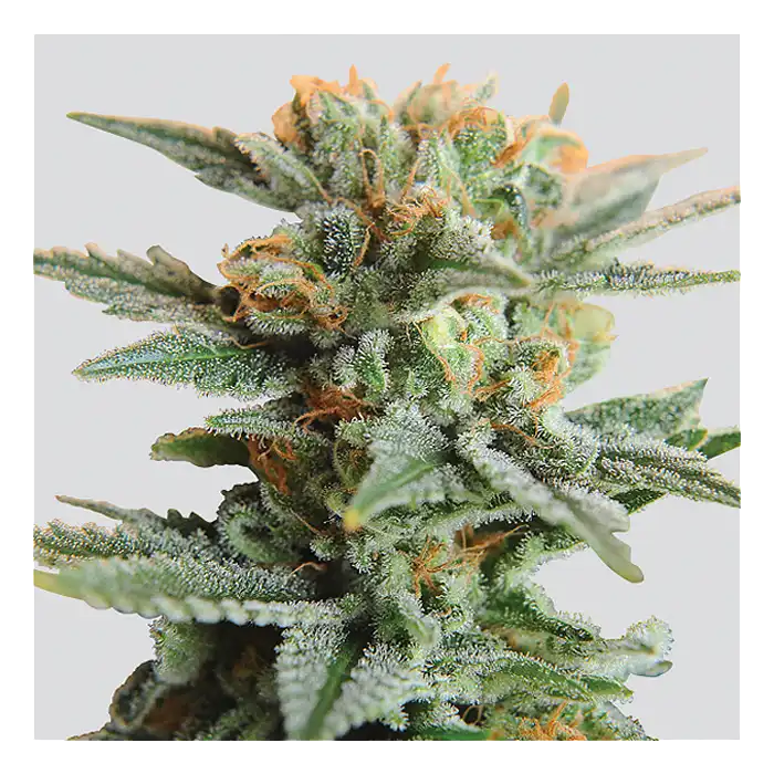 Auto Blueberry Kush Nirvana 1