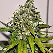 Ak Auto Blimburn Seeds