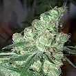Chocolopez - Blimburn Seeds Chocolopez - Blimburn Seeds