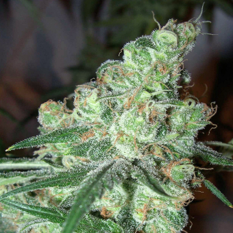 Chocolopez