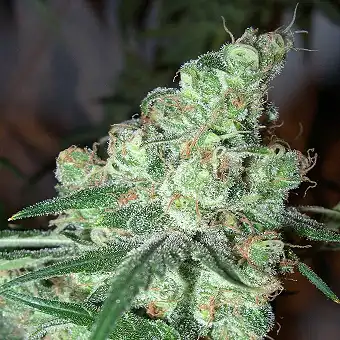 Chocolopez - Blimburn Seeds