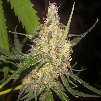Cindy 99 - Blimburn Seeds