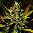Cream Auto - Blimburn Seeds