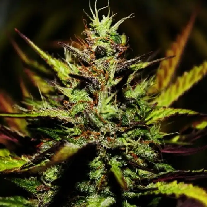 Cream Auto - Blimburn Seeds