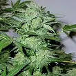 Critical Auto Blimburn Seeds