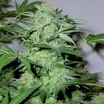 Critical Auto Blimburn Seeds