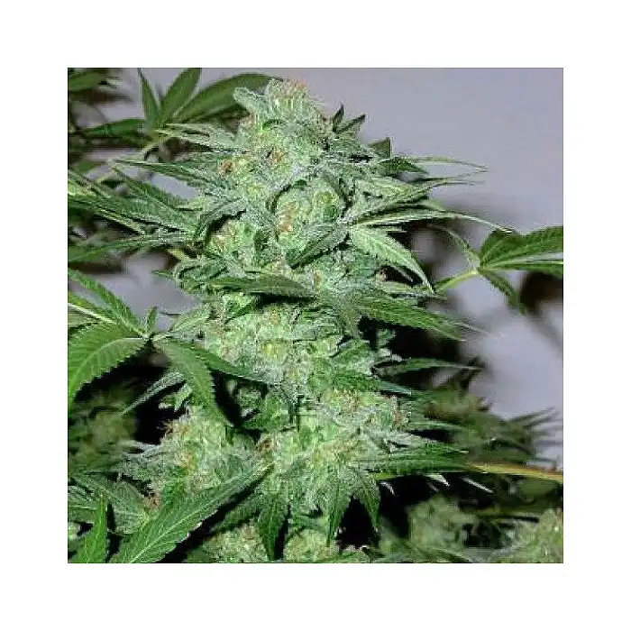 Critical Auto Blimburn Seeds