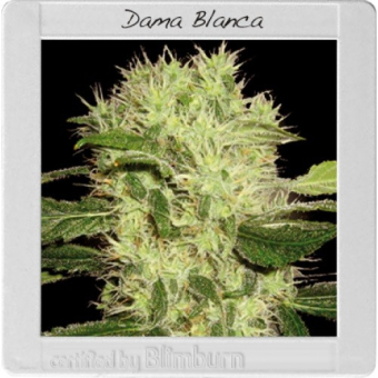 Dama Blanca - Blimburn Seeds