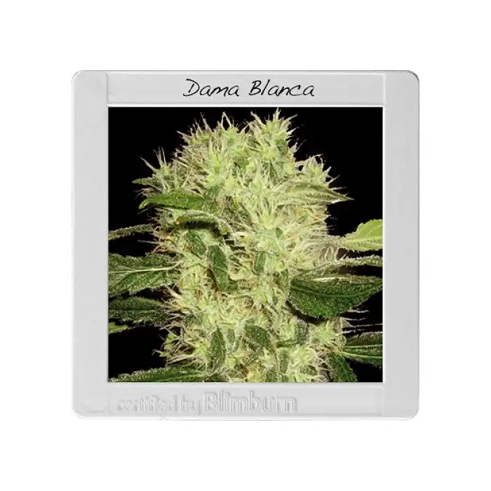 Dama Blanca - Blimburn Seeds